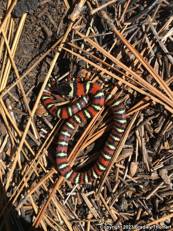 San Diego Mountain Kingsnake (Lampropeltis zonata pulchra)