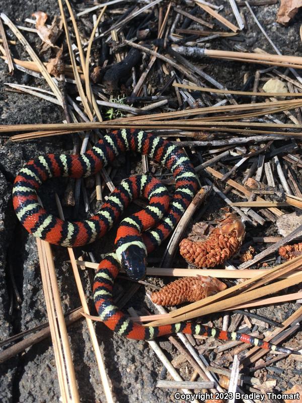 San Diego Mountain Kingsnake (Lampropeltis zonata pulchra)