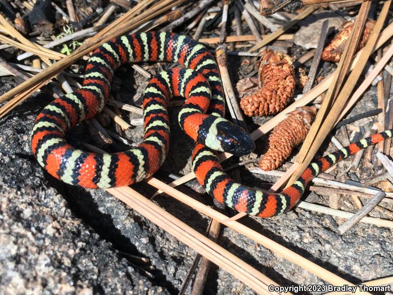 San Diego Mountain Kingsnake (Lampropeltis zonata pulchra)