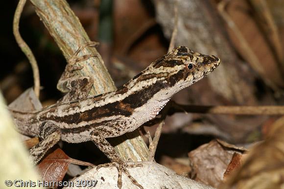 Central American Ghost Anole (Anolis lemurinus lemurinus)