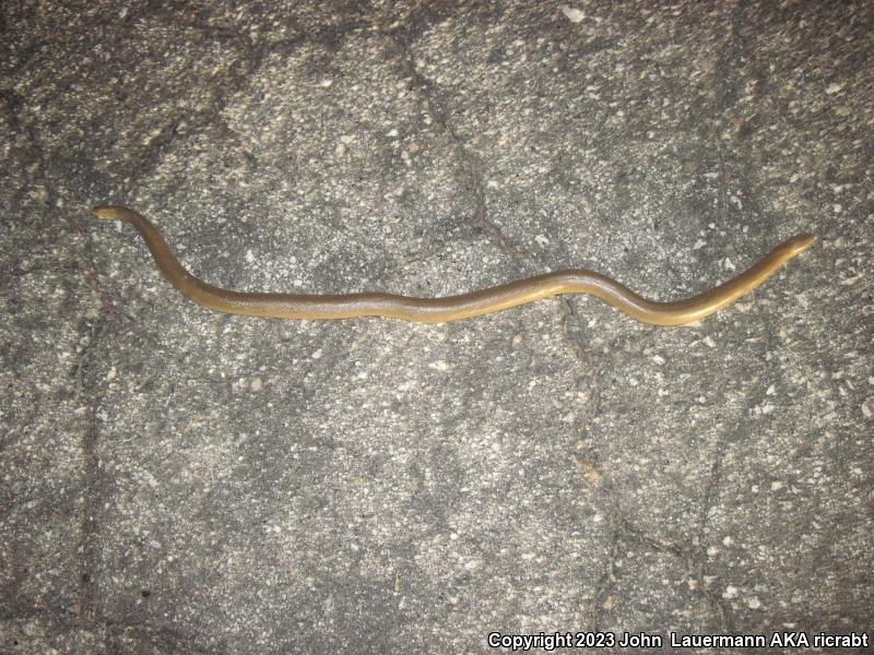 Southern Rubber Boa (Charina umbratica)