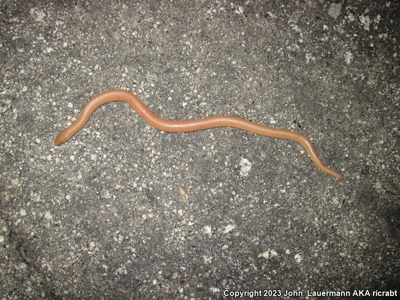 Southern Rubber Boa (Charina umbratica)