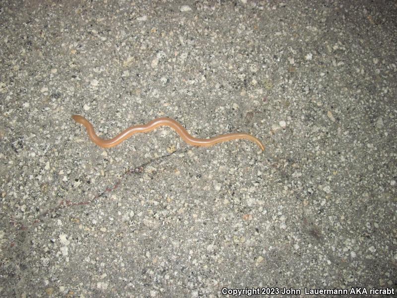 Southern Rubber Boa (Charina umbratica)