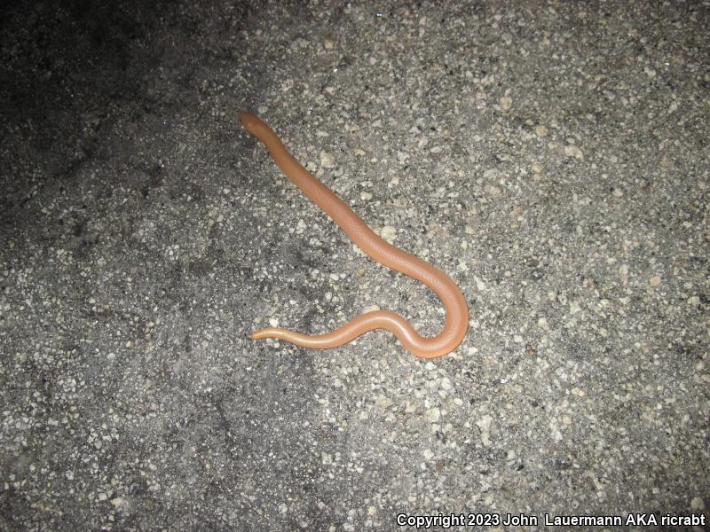 Southern Rubber Boa (Charina umbratica)