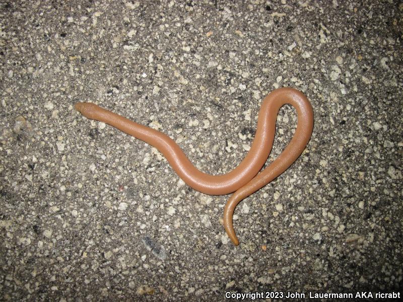 Southern Rubber Boa (Charina umbratica)