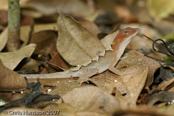 Greater Scaly Anole (Anolis tropidonotus tropidonotus)