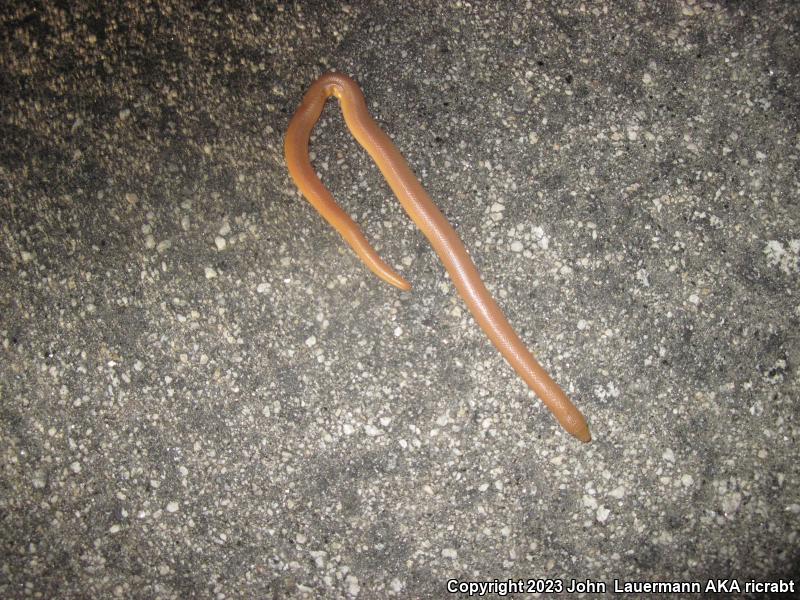 Southern Rubber Boa (Charina umbratica)