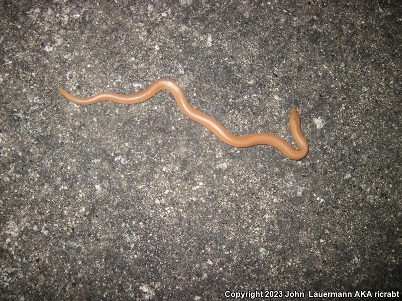 Southern Rubber Boa (Charina umbratica)