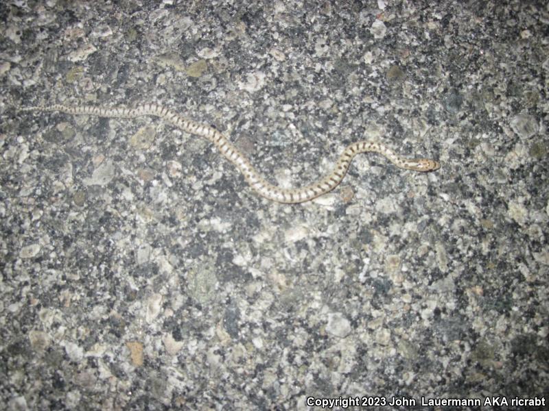 California Glossy Snake (Arizona elegans occidentalis)