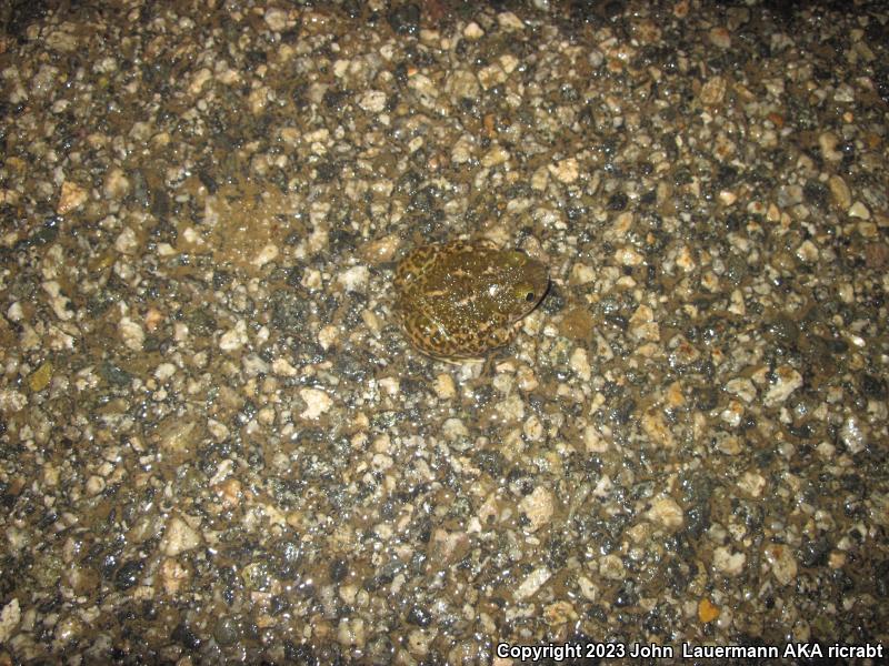 Western Spadefoot (Spea hammondii)