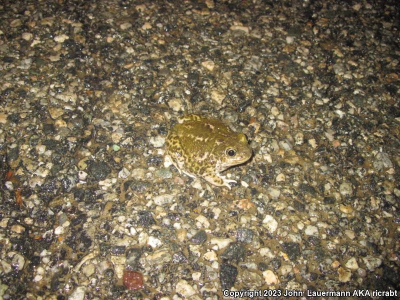 Western Spadefoot (Spea hammondii)