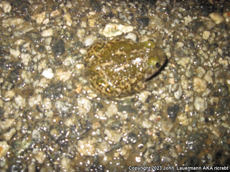 Western Spadefoot (Spea hammondii)