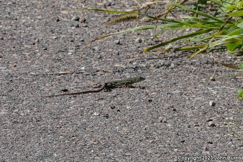 Blue-throated Whiptail (Aspidoscelis costata griseocephala)