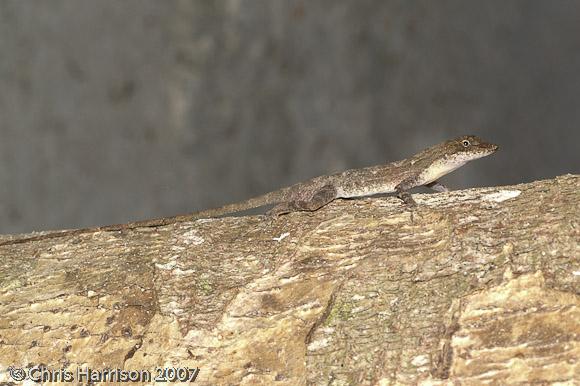 Slender Anole (Anolis rodriguezi rodriguezi)