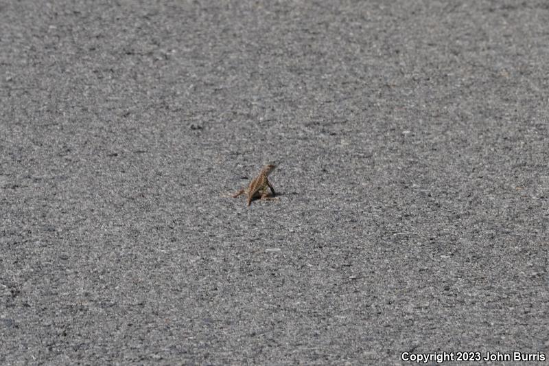 Sonoran Earless Lizard (Holbrookia elegans thermophila)