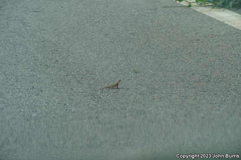 Sonoran Earless Lizard (Holbrookia elegans thermophila)