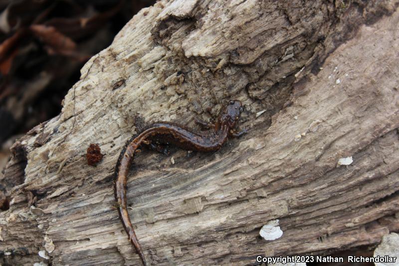 Northern Zigzag Salamander (Plethodon dorsalis)