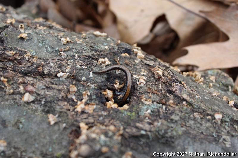 Northern Zigzag Salamander (Plethodon dorsalis)