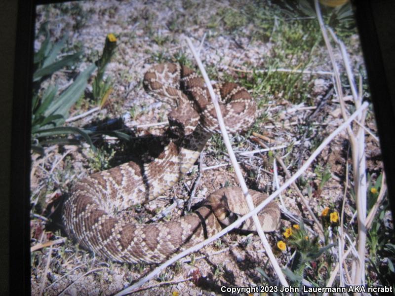 Mohave Rattlesnake (Crotalus scutulatus scutulatus)