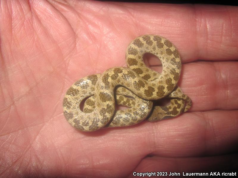 San Diego Nightsnake (Hypsiglena ochrorhyncha klauberi)