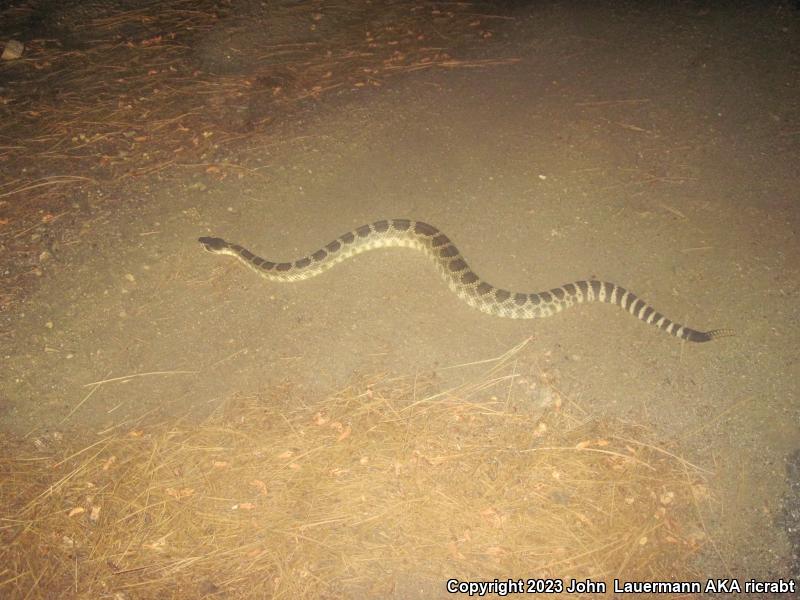 Southern Pacific Rattlesnake (Crotalus oreganus helleri)