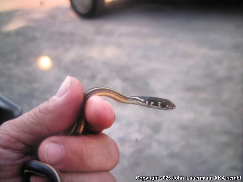 Striped Racer (Coluber lateralis)