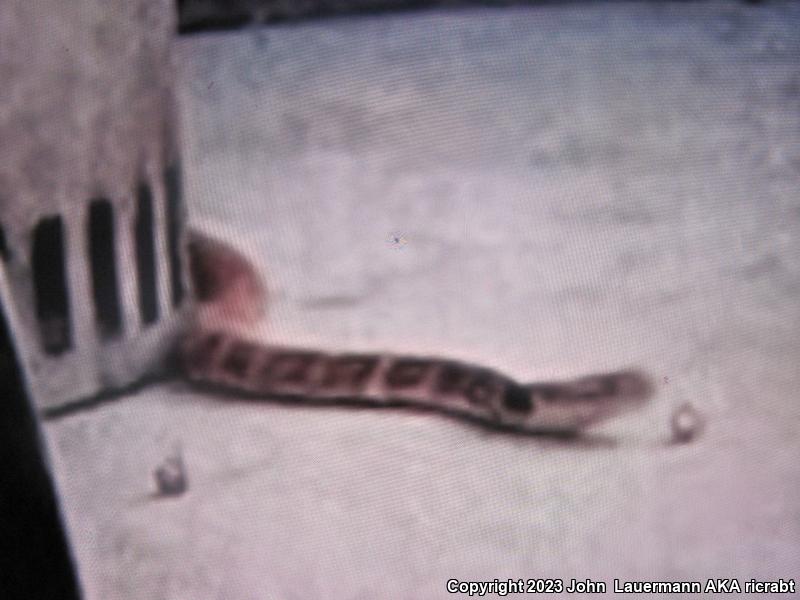 Red Racer (Coluber flagellum piceus)