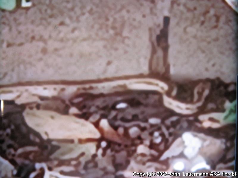 Red Racer (Coluber flagellum piceus)