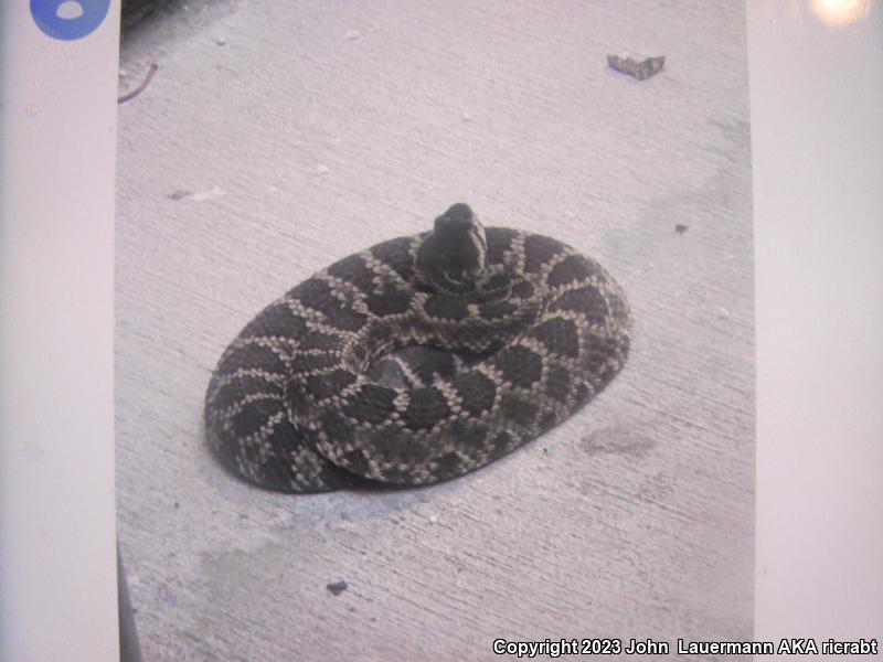 Southern Pacific Rattlesnake (Crotalus oreganus helleri)