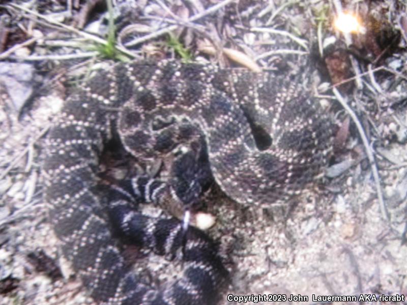 Southern Pacific Rattlesnake (Crotalus oreganus helleri)