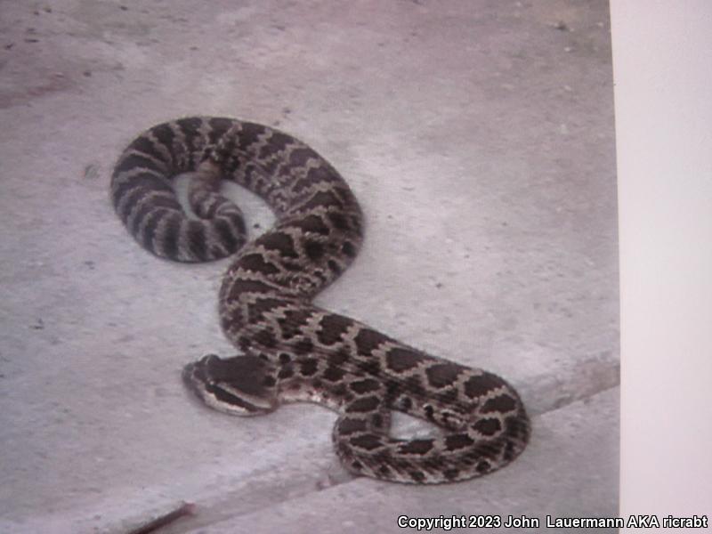 Southern Pacific Rattlesnake (Crotalus oreganus helleri)