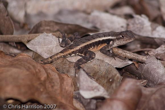 Yellow-spotted Spiny Lizard (Sceloporus chrysostictus)