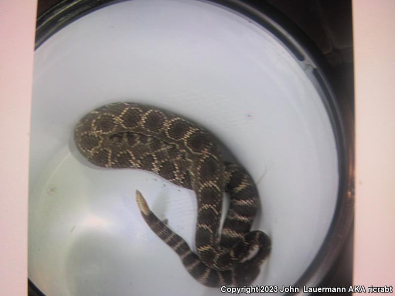 Southern Pacific Rattlesnake (Crotalus oreganus helleri)