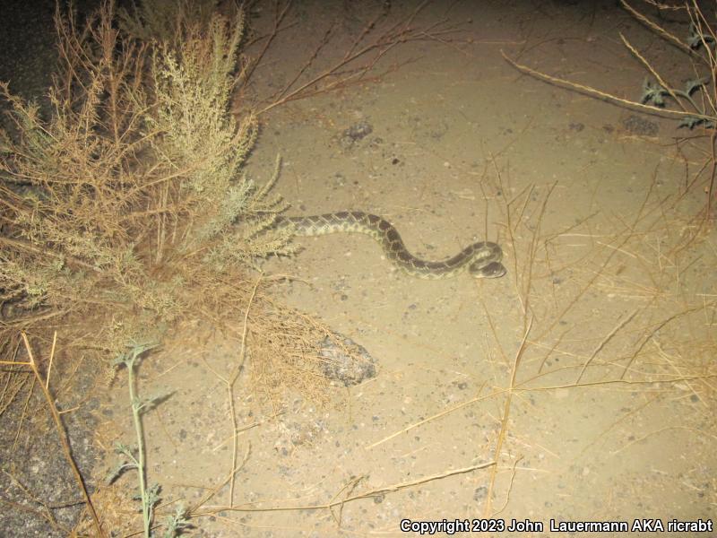 Southern Pacific Rattlesnake (Crotalus oreganus helleri)