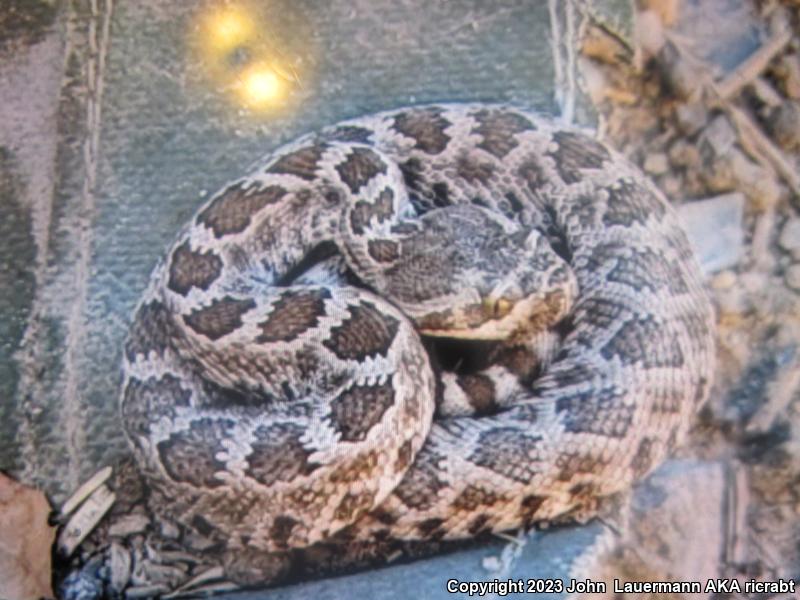 Southern Pacific Rattlesnake (Crotalus oreganus helleri)