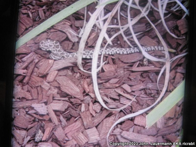 Southern Pacific Rattlesnake (Crotalus oreganus helleri)