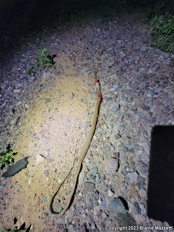 Baja California Rat Snake (Bogertophis rosaliae)