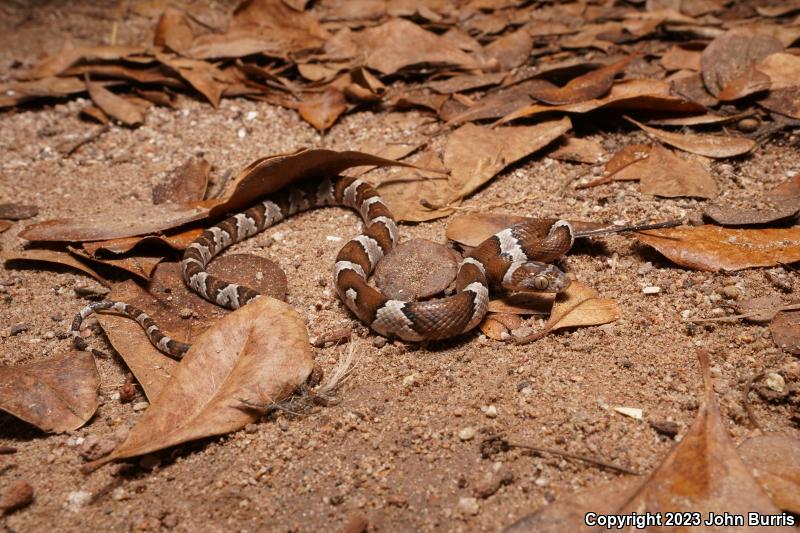 Mexican Lyresnake (Trimorphodon tau tau)