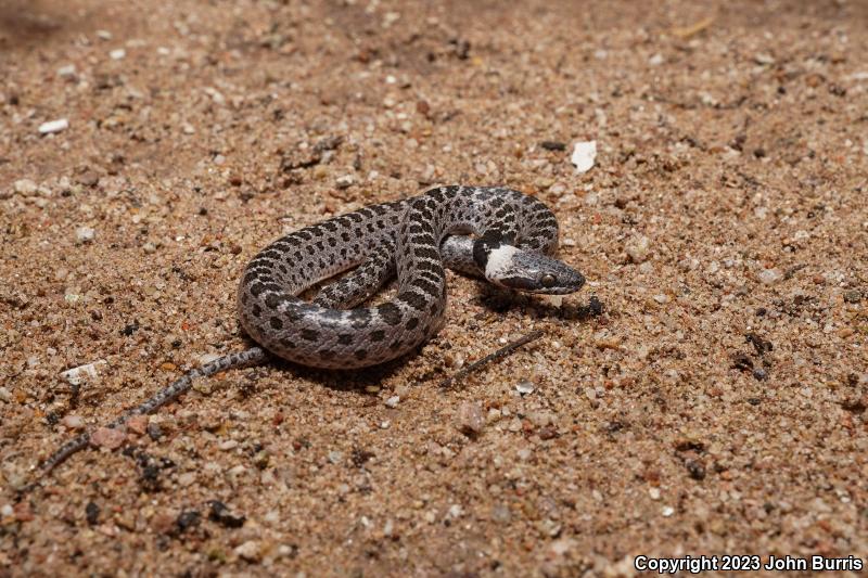 Sonoran Nightsnake (Hypsiglena chlorophaea chlorophaea)