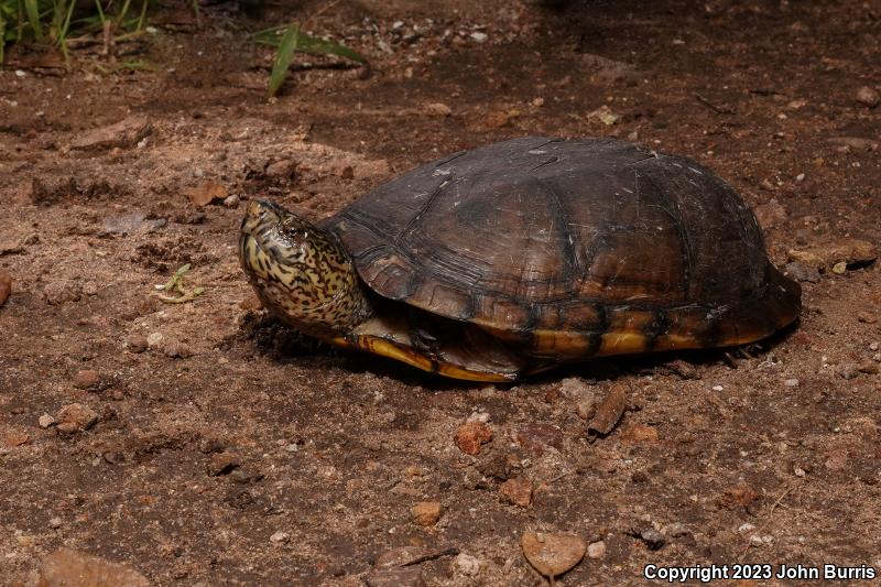 Mexican Mud Turtle (Kinosternon integrum)