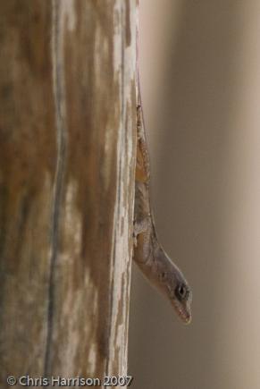 Silky Anole (Anolis sericeus)