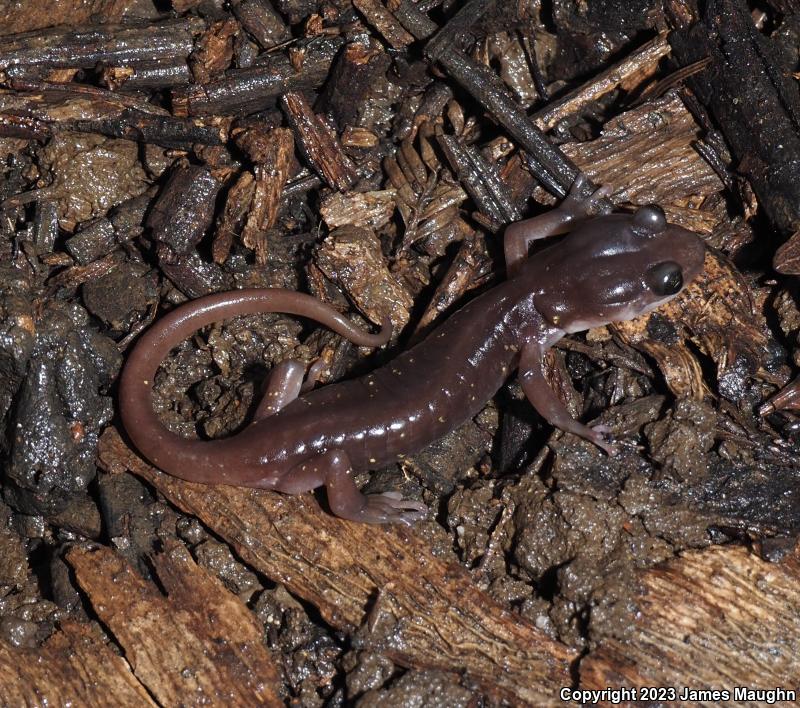 Arboreal Salamander (Aneides lugubris)