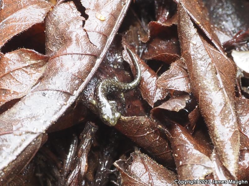 Santa Cruz Black Salamander (Aneides flavipunctatus niger)