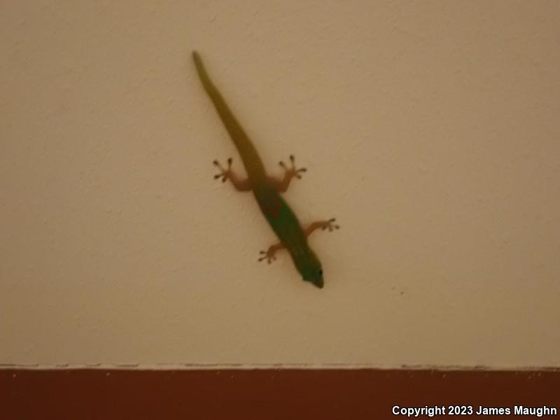 Gold Dust Day Gecko (Phelsuma laticauda)