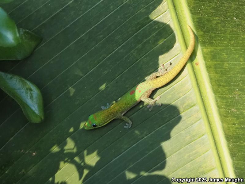 Gold Dust Day Gecko (Phelsuma laticauda)