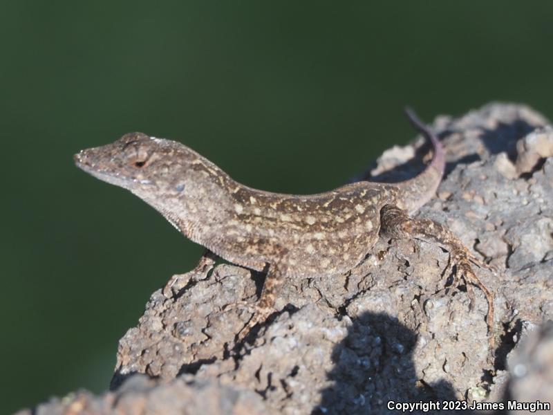 Brown Anole (Anolis sagrei)