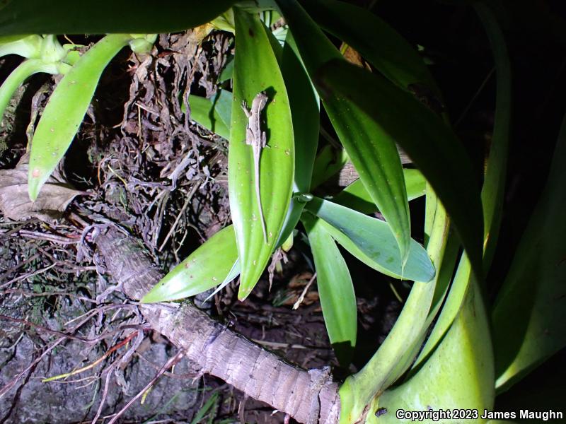 Brown Anole (Anolis sagrei)