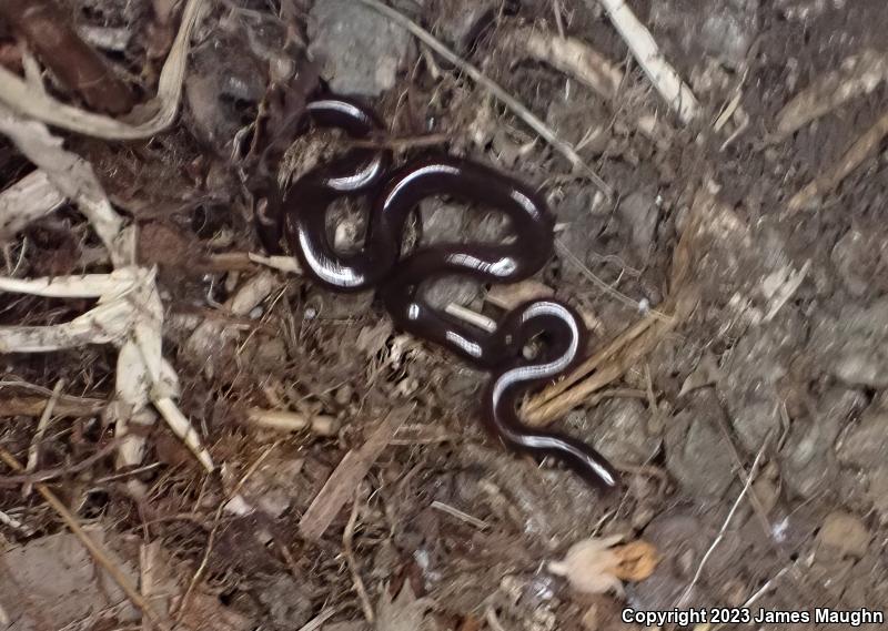 Brahminy Blindsnake (Ramphotyphlops braminus)