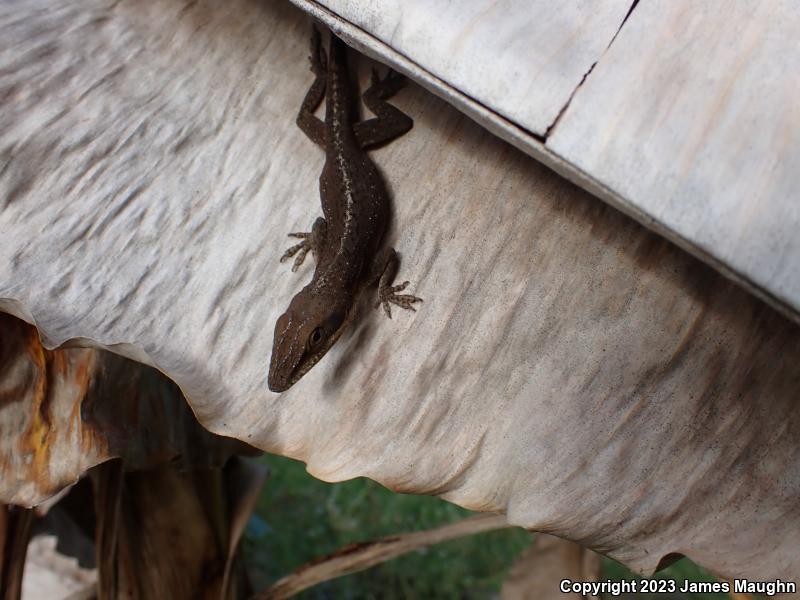 Green Anole (Anolis carolinensis)