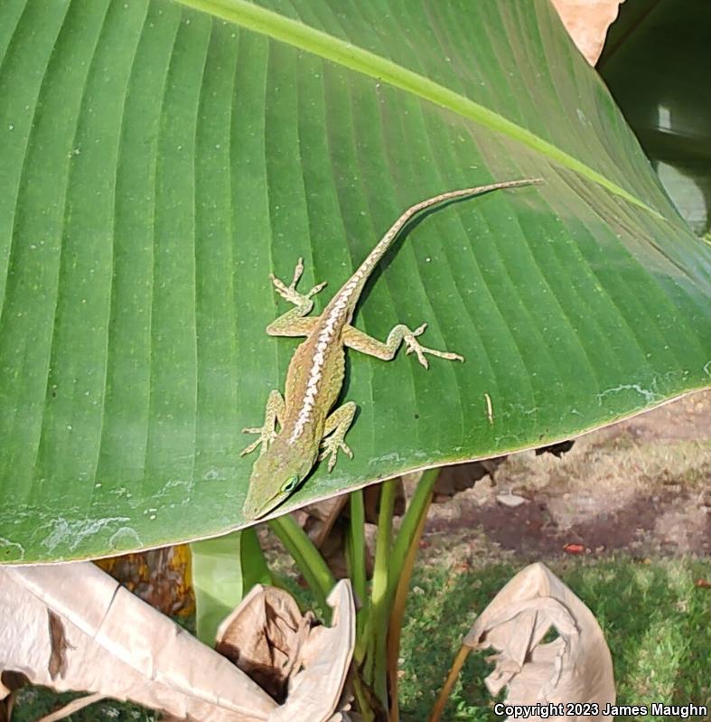 Green Anole (Anolis carolinensis)